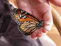 Monarch butterfly hand 3